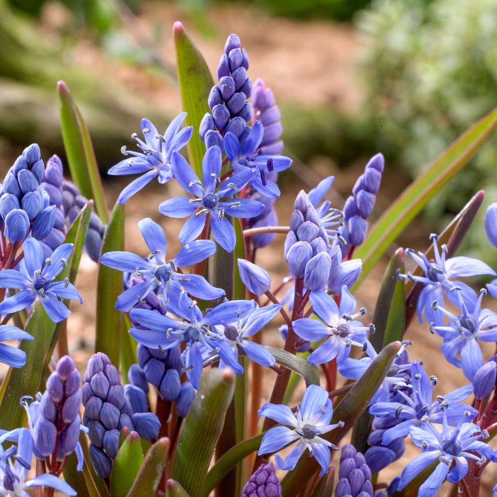 Scilla Bifolia, blå